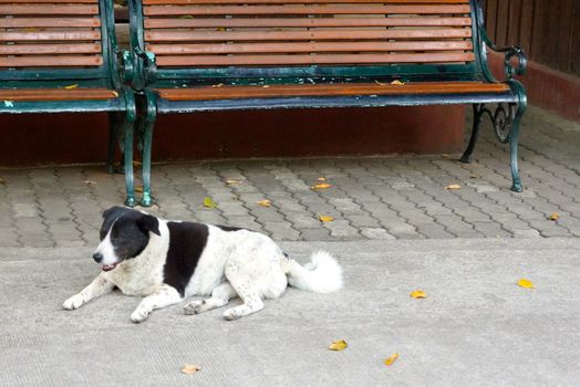 dog at meeting point,he looking for?