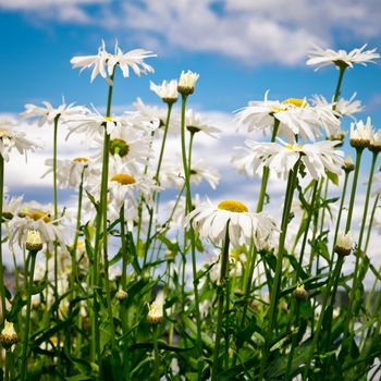 Blooming chamomile flowers against blue sky