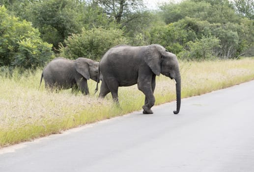 big elephant with yung baby one  in national kruger wild park south africa near hoedspruit at te orphan gate
