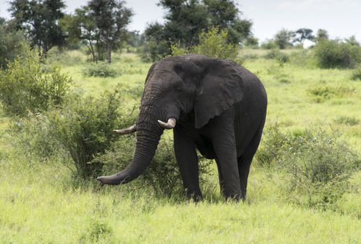 big elephant in national kruger wild park south africa near hoedspruit at te orphan gate