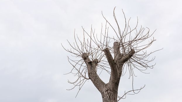 New Life on Cut Walnut Tree Top over Cloudy Sky, Business Metaphor for Big Changes, Horizontal shot 16:9 ratio