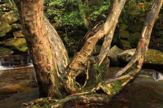 Many people have carved their initials in the trunks of this tree at Somersby Falls NSW Australia