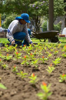 LIMA, PERU - FEBRUARY 1, 2012: Unidentified gardener planting flowers in the park Parque Kennedy in the district of Miraflores on February 1, 2012 in Lima, Peru. The Municipality of Miraflores invests a lot into keeping its public spaces nice and clean for its inhabitants and the tourists. 