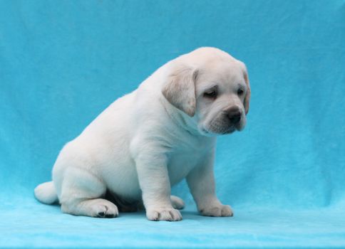 happy yellow labrador puppy laying on blue background