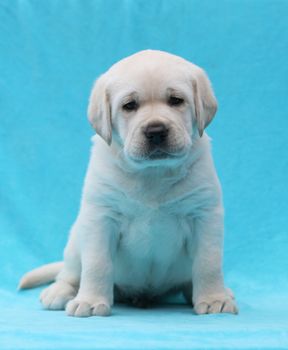 yellow labrador puppy laying on blue background