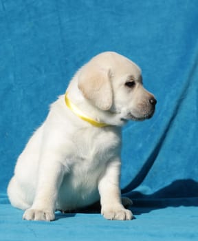 yellow labrador puppy sitting on blue background
