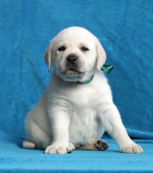 yellow labrador puppy sitting on blue background