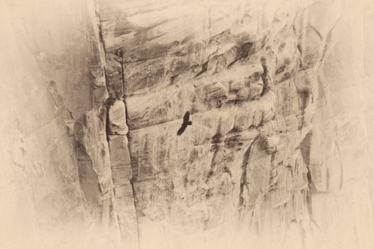 Aerial view of a bird flying over a canyon, Grand Canyon, Grand Canyon National Park, Arizona, USA