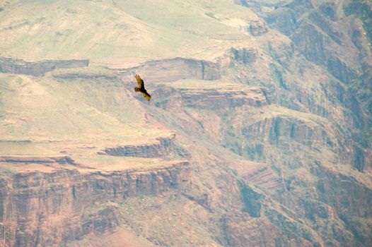 Bird flying over a canyon, Grand Canyon, Grand Canyon National Park, Arizona, USA