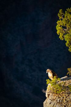Eagle perching on a cliff in Grand Canyon, Grand Canyon National Park, Arizona, USA