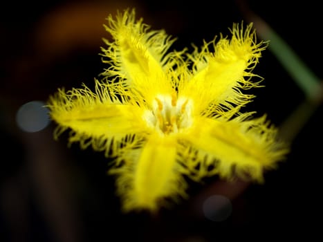 image of a lotus flower