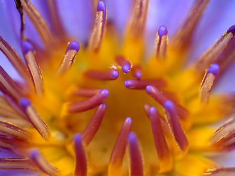 image of a lotus flower