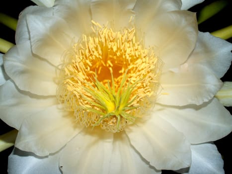 image of a lotus flower