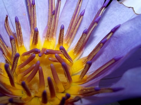 image of a lotus flower