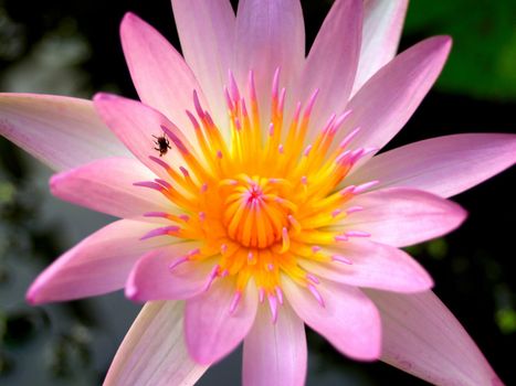 image of a lotus flower