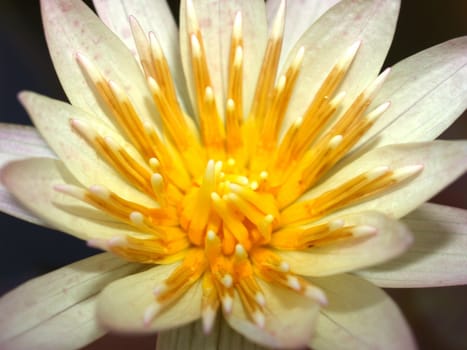 image of a lotus flower