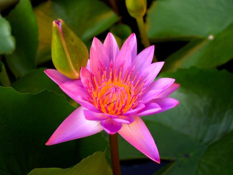 image of a lotus flower