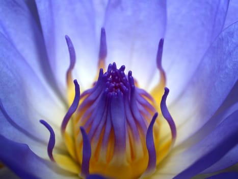 image of a lotus flower