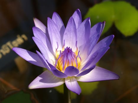 image of a lotus flower