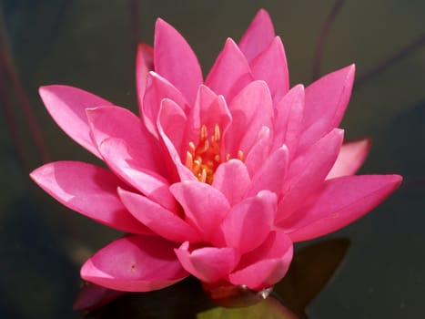 image of a lotus flower