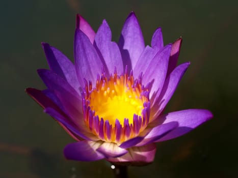 image of a lotus flower