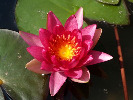 image of a lotus flower