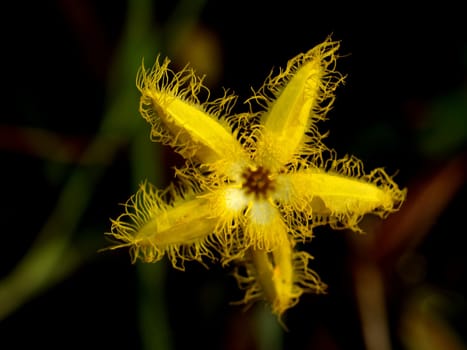 image of a lotus flower