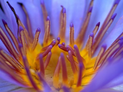 image of a lotus flower