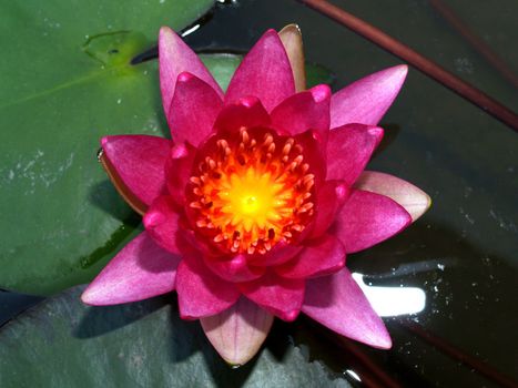 image of a lotus flower