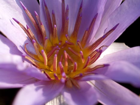 image of a lotus flower