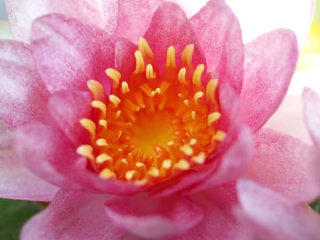 image of a lotus flower