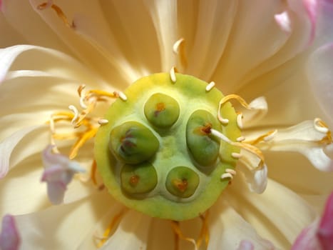 image of a lotus flower