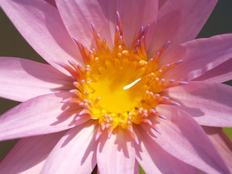 image of a lotus flower