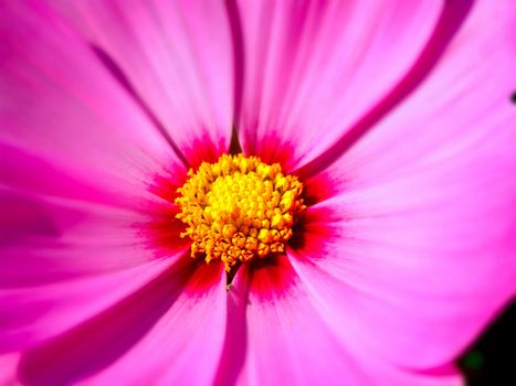 image of a lotus flower