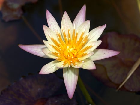 image of a lotus flower