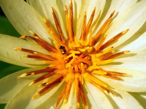 image of a lotus flower