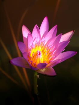 image of a lotus flower