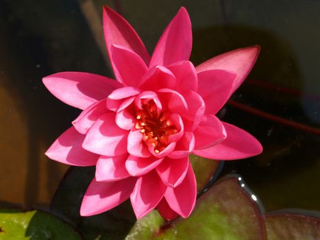 image of a lotus flower