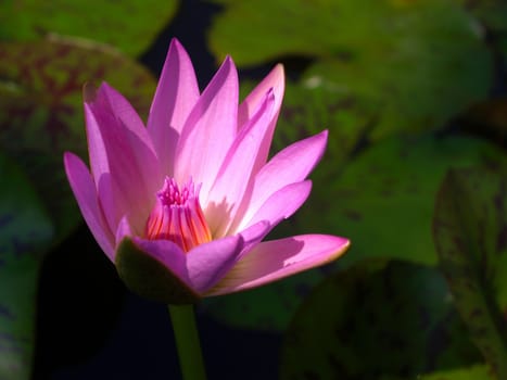 image of a lotus flower