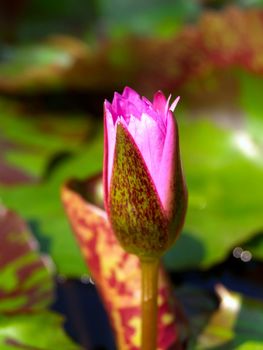 image of a lotus flower