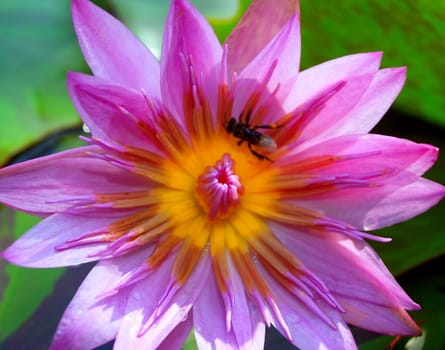 image of a lotus flower