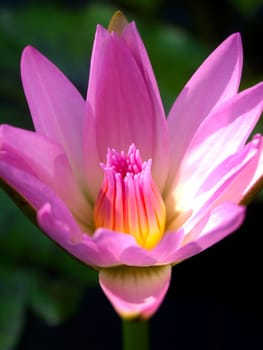 image of a lotus flower