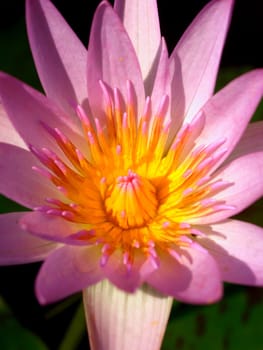 image of a lotus flower