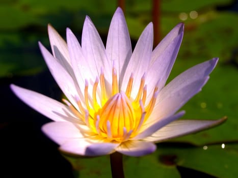 image of a lotus flower