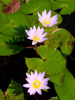 image of a lotus flower