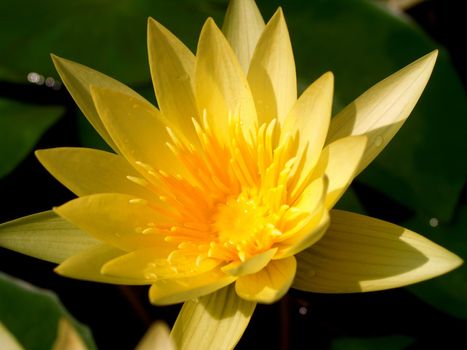 image of a lotus flower