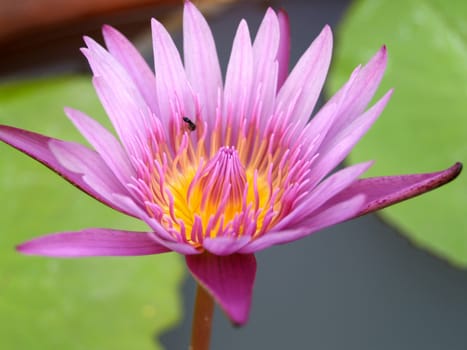 image of a lotus flower