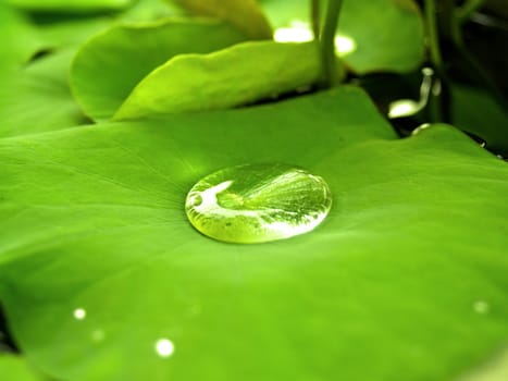 image of a lotus flower