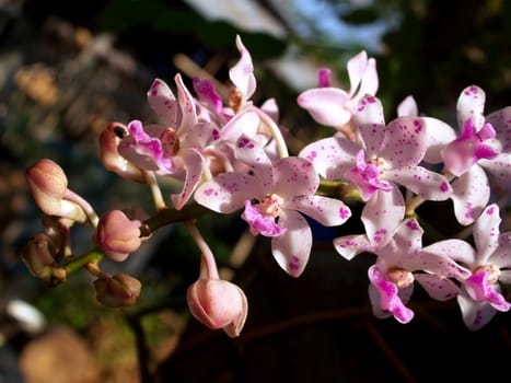 Collection of orchid flower