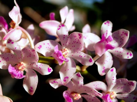 Collection of orchid flower